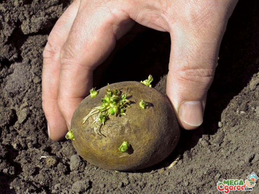 Посадка картофеля по Митлайдеру: организация грядок и уход за растениями